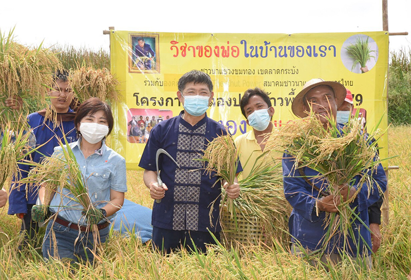 พิธีเกี่ยวข้าวแปลงนาสาธิตในโครงการ "ขุมทองโมเดล"