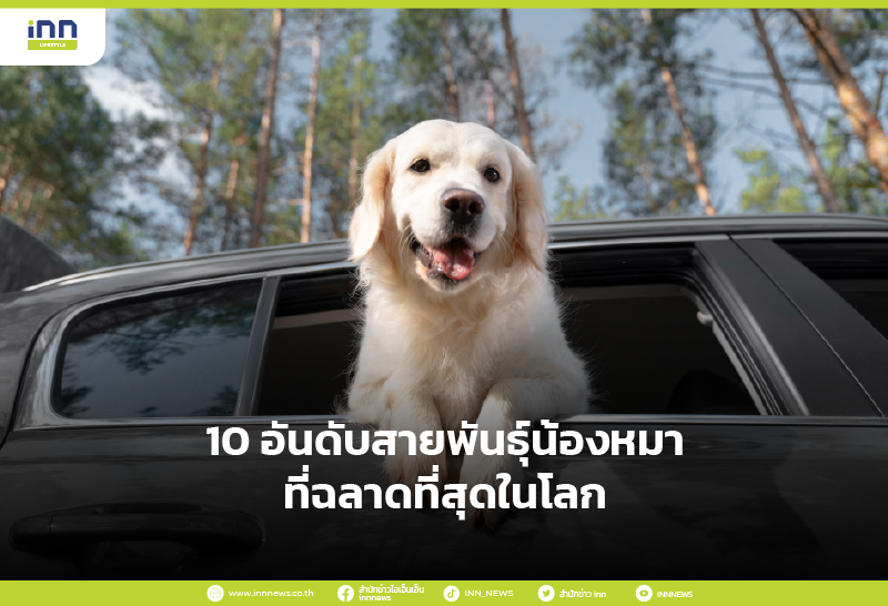 10 อันดับสายพันธุ์น้องหมาที่ฉลาดที่สุดในโลก